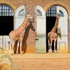 ZSL London Zoo – Top-Rated Attractions Kanwal Malik Official a poet, novelist and a writer based in dubai