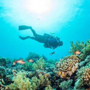 Diving Trip In Jeddah – Recently Added Experiences Kanwal Malik Official a poet, novelist and a writer based in dubai