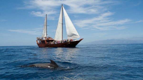 Dolphin Island Boat Trip – Recently Added Experiences Kanwal Malik Official a poet, novelist and a writer based in dubai 5