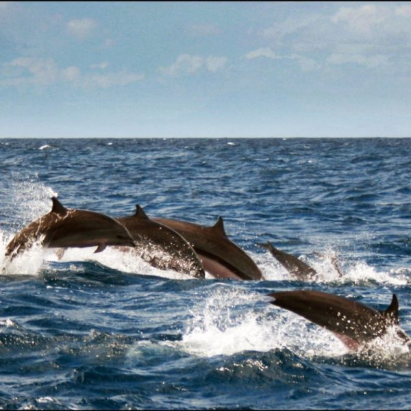 Dolphin Island Boat Trip – Recently Added Experiences Kanwal Malik Official a poet, novelist and a writer based in dubai 4