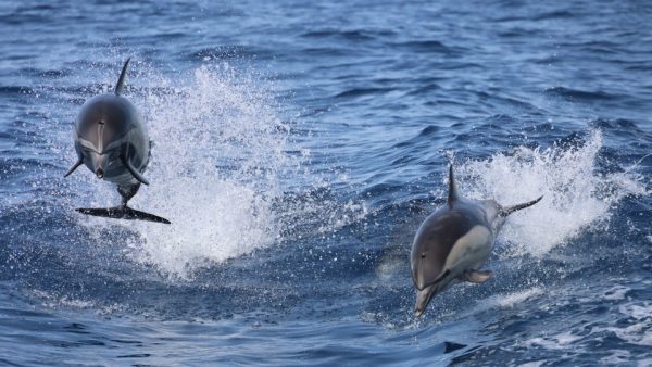 Dolphins Watching – Sightseeing and Tours Kanwal Malik Official a poet, novelist and a writer based in dubai 5