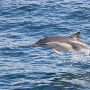 Dolphins Watching – Sightseeing and Tours Kanwal Malik Official a poet, novelist and a writer based in dubai