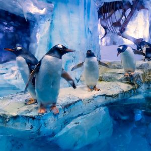 Dubai Aquarium & Underwater Zoo – All Access Pass – Recently Added Experiences Kanwal Malik Official a poet, novelist and a writer based in dubai