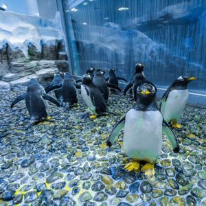 Dubai Aquarium & Underwater Zoo – Penguin Cove & Nursery Experience – Experiences Kanwal Malik Official a poet, novelist and a writer based in dubai