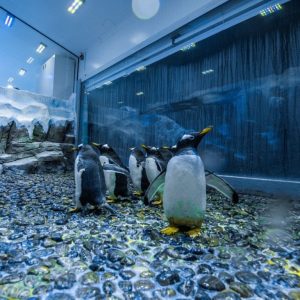 Dubai Aquarium & Underwater Zoo – Penguin Encounter – Recently Added Experiences Kanwal Malik Official a poet, novelist and a writer based in dubai