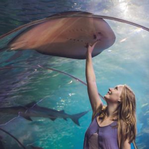 Dubai Aquarium & Underwater Zoo – Ray Encounter – Experiences Kanwal Malik Official a poet, novelist and a writer based in dubai