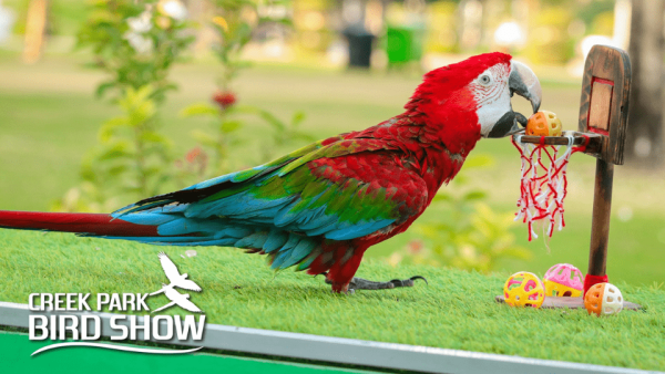 Exotic Bird Show – Dubai Dolphinarium – Dubai Dolphinarium Kanwal Malik Official a poet, novelist and a writer based in dubai 5