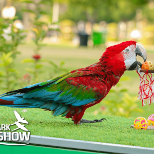 Exotic Bird Show – Dubai Dolphinarium – Dubai Dolphinarium Kanwal Malik Official a poet, novelist and a writer based in dubai