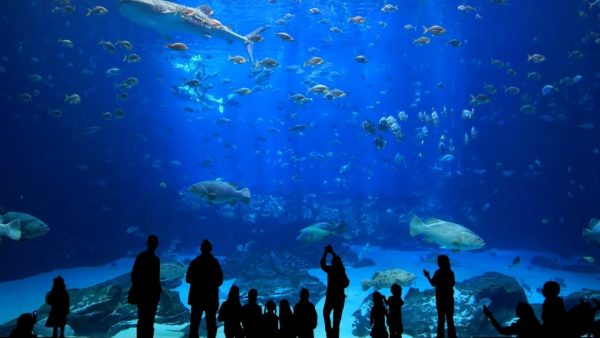 Istanbul Aquarium Ticket & Shuttle – Experiences Kanwal Malik Official a poet, novelist and a writer based in dubai 5