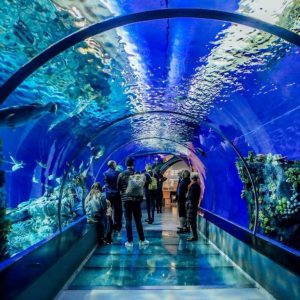 Istanbul Aquarium Ticket & Shuttle – Experiences Kanwal Malik Official a poet, novelist and a writer based in dubai