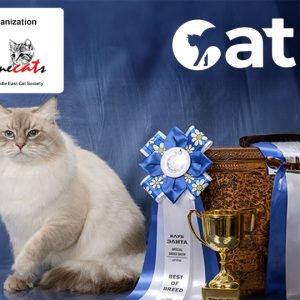 Cat Show – Exhibitions Kanwal Malik Official a poet, novelist and a writer based in dubai