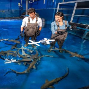 Dubai Aquarium & Underwater Zoo – Shark Trainer Encounter – Experiences Kanwal Malik Official a poet, novelist and a writer based in dubai