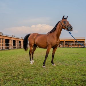 Horse Riding at Al Marmoom Oasis – Desert safaris Kanwal Malik Official a poet, novelist and a writer based in dubai