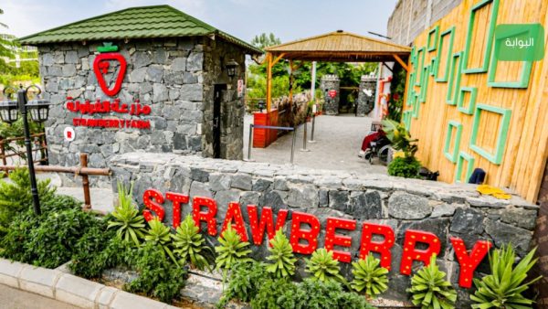 Strawberry Farm – Top-Rated Attractions Kanwal Malik Official a poet, novelist and a writer based in dubai 5