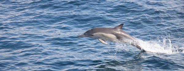 Dolphins Watching & Snorkeling – Sightseeing and Tours Kanwal Malik Official a poet, novelist and a writer based in dubai 6