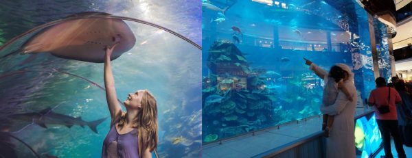Dubai Aquarium & Underwater Zoo – Ray Encounter – Experiences Kanwal Malik Official a poet, novelist and a writer based in dubai 6