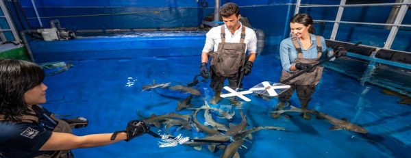 Dubai Aquarium & Underwater Zoo – Shark Trainer Encounter – Experiences Kanwal Malik Official a poet, novelist and a writer based in dubai 6