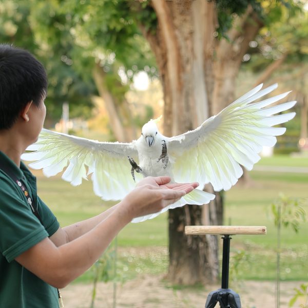 Exotic Bird Show – Dubai Dolphinarium – Dubai Dolphinarium Kanwal Malik Official a poet, novelist and a writer based in dubai 4