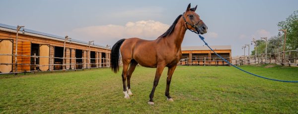Horse Riding at Al Marmoom Oasis With Transfer – Desert safaris Kanwal Malik Official a poet, novelist and a writer based in dubai 6