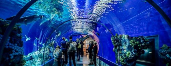 Istanbul Aquarium Ticket & Shuttle – Experiences Kanwal Malik Official a poet, novelist and a writer based in dubai 6