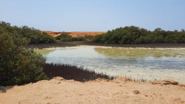 Jeep safari adventure at Nabq National Park with  camel ride and dinner – Sightseeing and Tours Kanwal Malik Official a poet, novelist and a writer based in dubai 5