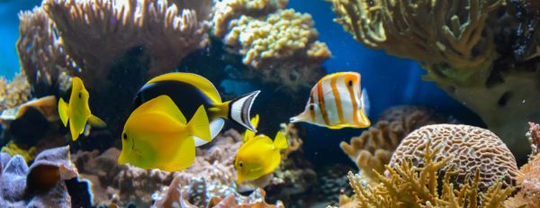 SEA LIFE London Aquarium – Entry Ticket – Top-Rated Attractions Kanwal Malik Official a poet, novelist and a writer based in dubai 6