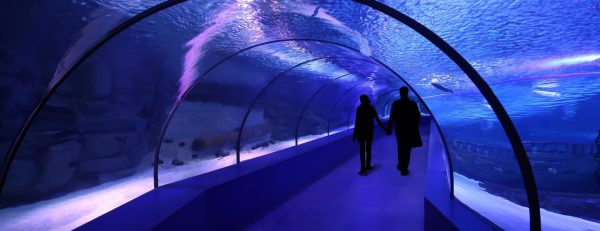 SEA LIFE London Aquarium – Same day Ticket – Top-Rated Attractions Kanwal Malik Official a poet, novelist and a writer based in dubai 6